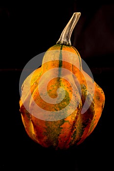 Ornamental gourd