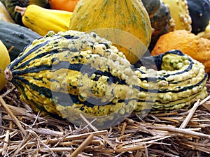 Ornamental Gourd