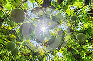 Ornamental Gourd Farm in the harvest season