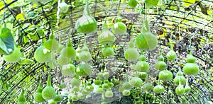 Ornamental Gourd Farm in the harvest season