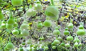 Ornamental Gourd Farm in the harvest season