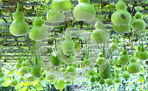 Ornamental Gourd Farm in the harvest season