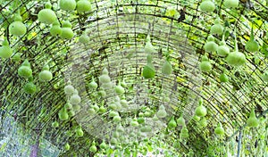 Ornamental Gourd Farm in the harvest season