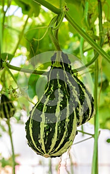 Ornamental gourd on its tree