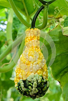 Ornamental gourd on its tree