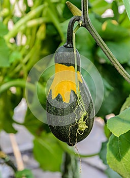 Ornamental gourd plant