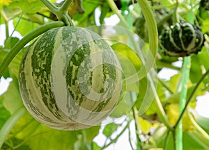 Ornamental gourd plant