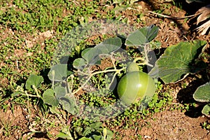 Ornamental gourd plant vine with large dark green leaves and flower buds surrounding small light green gourd in home garden