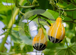 Ornamental gourd or Pumpkin plant