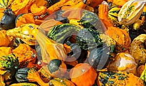 ornamental gourds background
