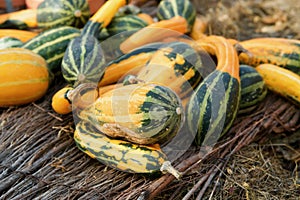 Ornamental gourds in the garden in autumn