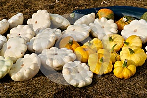 Ornamental gourds in the garden in autumn