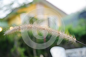 Ornamental grass