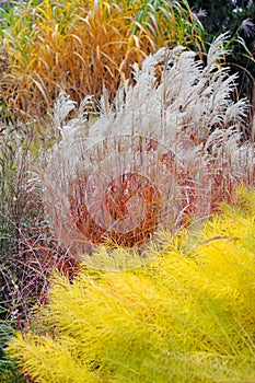 Ornamental Grass