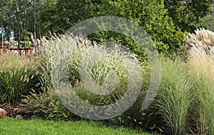 Ornamental grass