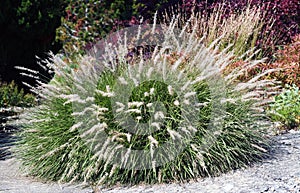 Ornamental grass