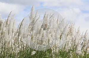 Ornamental grass in the autumn