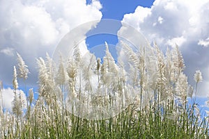 Ornamental grass in the autumn