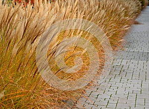Ornamental grass by a concrete staircase with a metal railing, stairs on which you like to sit on a white smooth cement screed. fo