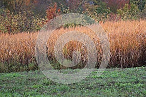 Ornamental grass field