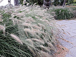 Ornamental grass in the garden.