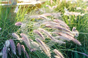 Ornamental grass in the garden.