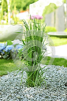 Ornamental grass in garden