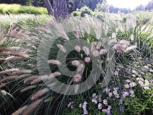 Césped en jardín 