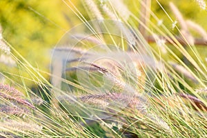 Ornamental grass in the garden. Fountain grass in the sunny day.