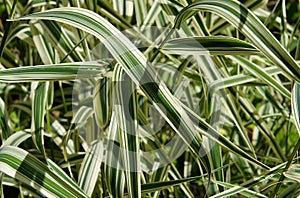 Ornamental grass Holcus mollis variegatus