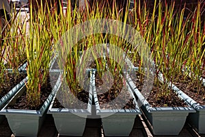 Ornamental grass Imperata Cylindrica Red Baron is grown in pallets for sale to decorate the house territory or landscaping city