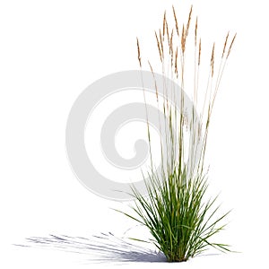 Ornamental grass isolated on white background