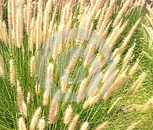 Ornamental grass miscantuthus with a fluffy delicate light look, often used for landscaping city parks and squares