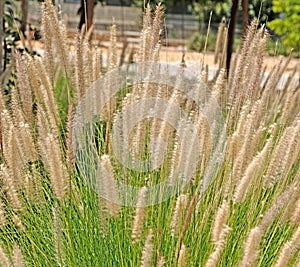 Ornamental grass miscantuthus with a fluffy delicate light look, often used for landscaping city parks and squares