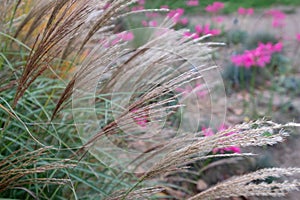 Ornamental grass by the name Miscanthus Sinesis Gnome, photographed in autumn at RHS Wisley garden in Surrey UK. photo