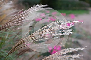 Ornamental grass by the name Miscanthus Sinesis Gnome, photographed in autumn at RHS Wisley garden in Surrey UK. photo
