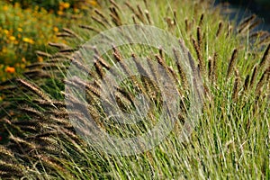 Ornamental grass - Pennisetum alopecuroides