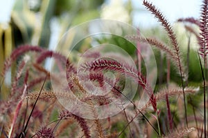 Ornamental grass Pennisetum with fluffy spikes of purple