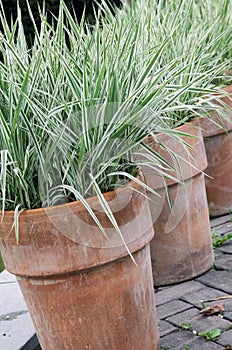 Ornamental grass perennial in to the pot photo
