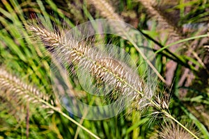 Ornamental grass perhaps of the Feather Reed type