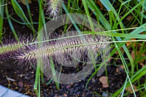 Ornamental grass perhaps of the Feather Reed type