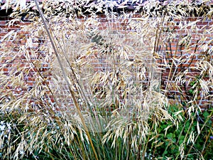 Ornamental Grass plant against a brick wall