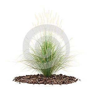 Ornamental grass plant isolated on white