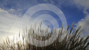 Ornamental Grass with Silky Plumes on a Breezy Day Time Lapse