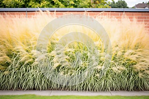 ornamental grass used as hedge or barrier