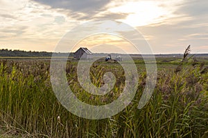 Ornamental grass and wildflowers with greying wooden barn and two tractors in soft focus photo