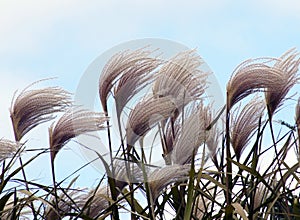 Ornamental grass in the wind