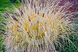 Ornamental grass in the yard in summer