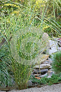 Ornamental grasses photo