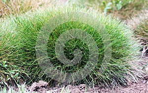 Ornamental grasses Bear plant Festuca gautieri